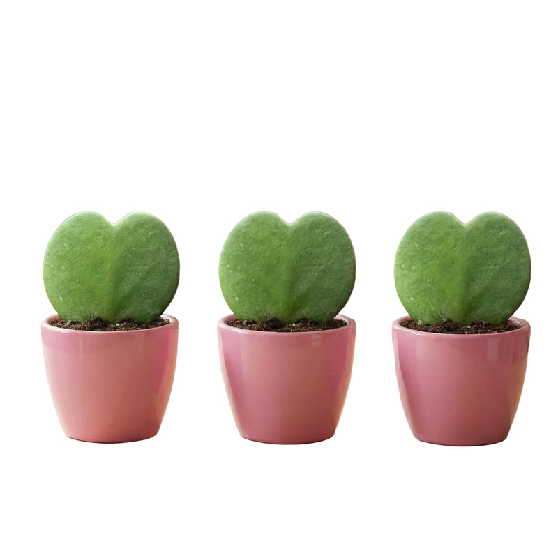 Sweetheart Plant Set: 3x Hoya Kerrii in Pink