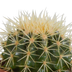 Cactus Mix 10.5 cm - Set of 3 in White Pot Bild 5