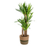 Yucca Elephantipes im Korb: Robuste Zimmerpflanze (Ø21cm, 90-110cm) Bild 1