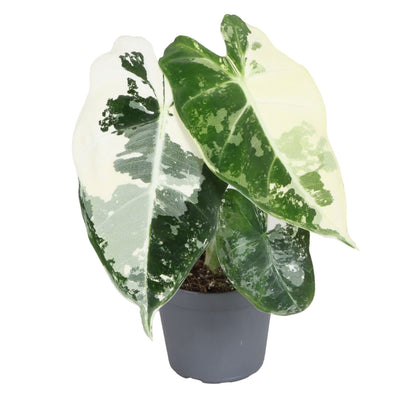 Alocasia Frydek Variegata: Seltene Zimmerpflanze mit cremefarbener Zeichnung, Ø6cm