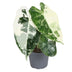 Alocasia Frydek Variegata: Seltene Zimmerpflanze mit cremefarbener Zeichnung, Ø6cm Bild 1