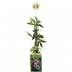 4x Passiflora Victoria Kletterpflanze - Rot & Rosa - Ø9cm - ↕35cm Bild 2