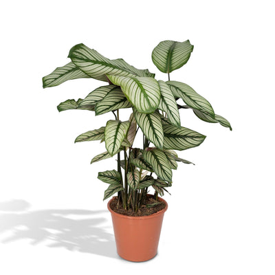 Calathea Whitestar - Pfauenpflanze, Ø19cm, ↕50cm