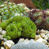 GreenboutiQ Sempervivum Big Sam: 8 winterharte Bodendecker (Topf 14cm) Bild 6