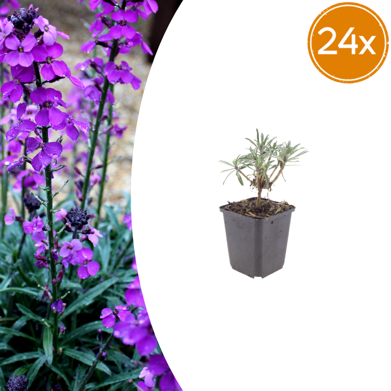 Erysimum 'Bowles' Mauve' perennial, 10-25cm, Ø9cm (24 pcs.)
