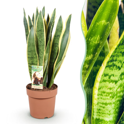 Sansevieria Laurentii: Pflegeleichte Zimmerpflanze mit gelben Rändern