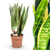Sansevieria Laurentii: Pflegeleichte Zimmerpflanze mit gelben Rändern Bild 1