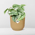 Scindapsus Pictus Trebie 'Gelb' in ELHO Topf Vibes 14 cm Bild 6
