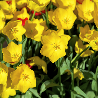 Tulpenzwiebeln Strong Gold – 20 Stück | KH Bloembollen® | Gelbe Tulpe – Strahlend & Kräftig – Für Garten oder Topf – Größe 11/12 – Frisch vom Züchter