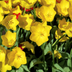 Strong Gold Tulpenzwiebeln – 20 Stück – Kräftiges Gelb für Ihren Garten Bild 2