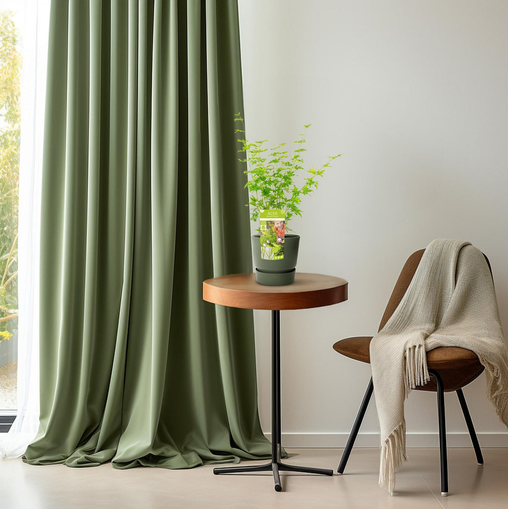 Acer palmatum Going Green - Ø19cm - ↕50cm