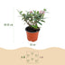 Buddleja Butterfly Candy Little Pink: 3x Butterfly Bush, pink, 12cm Pot Bild 3