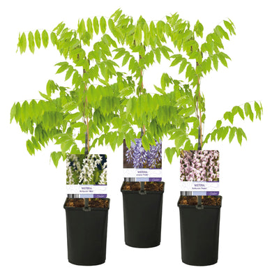 GreenboutiQ Blauregen Tricolour - 3 Wisteria Jungpflanzen im 11cm Topf