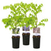 GreenboutiQ Wisteria Tricolour - 3 Wisteria Young Plants in 11cm Pots Bild 2
