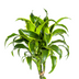 Dracaena Deremensis Dorado mit Korb, 120-140cm Bild 3