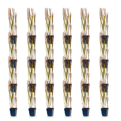 Green boutiQ - Gräser - Imperata cylindrica Red Baron - Japanisches Blutgras - Rote Ausläufer - Rot - 1 Pflanze - Topf 11cm - Höhe 15-25cm
