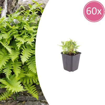 Polypodium vulgare: 60x Farne, 10-25cm hoch, im 9cm Topf