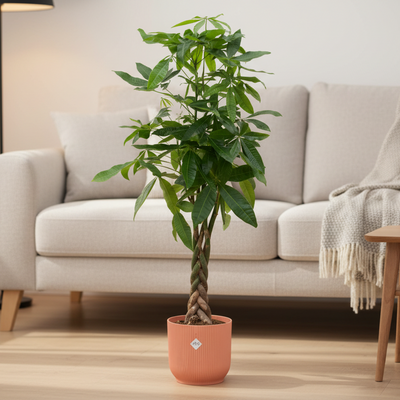 Pachira Aquatica inklusive elho Vibes Fold Round rosa - 160 cm - Ø30