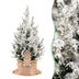 Picea glauca Conica - Zuckerhutfichte - Grün - Weiß - Weihnachtsbaum - inkl. Jutesack - Ø19cm - ↕65cm Bild 1