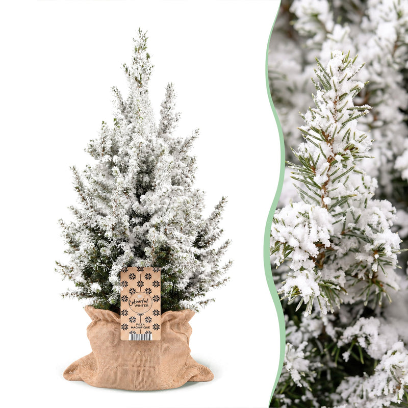 Picea glauca Conica - Zuckerhutfichte - Grün - Weiß - Weihnachtsbaum - inkl. Jutesack - Ø19cm - ↕65cm