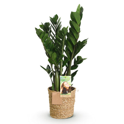 Zamioculcas ZZ-Pflanze mit Korb, pflegeleicht, 65-75cm, Topf 17cm