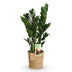 Zamioculcas ZZ-Pflanze mit Korb, pflegeleicht, 65-75cm, Topf 17cm Bild 2