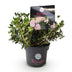 Zwerg-Rhododendron Bloombux Licht Pink: Immergrün, pflegeleicht, rosa Blüte Bild 2