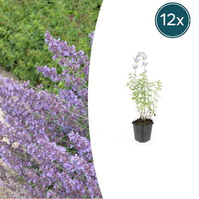 12x Nepeta 'Walker's Low' Stauden – Duftende Lavendelblüten