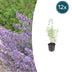 12x Nepeta 'Walker's Low' Stauden – Duftende Lavendelblüten Bild 1