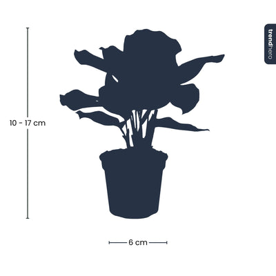 Calathea Makoyana (Pfauenpflanze) - Topfgröße 6