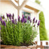 6x Französischer Lavendel Anouk, 12cm Topf Bild 6