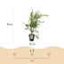 Japanischer Ahorn 'Methamorphosa' - 26cm Topf, 90cm hoch Bild 3