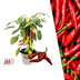 Rote scharfe Paprikapflanze, 45 cm, 14 cm Topf Bild 1