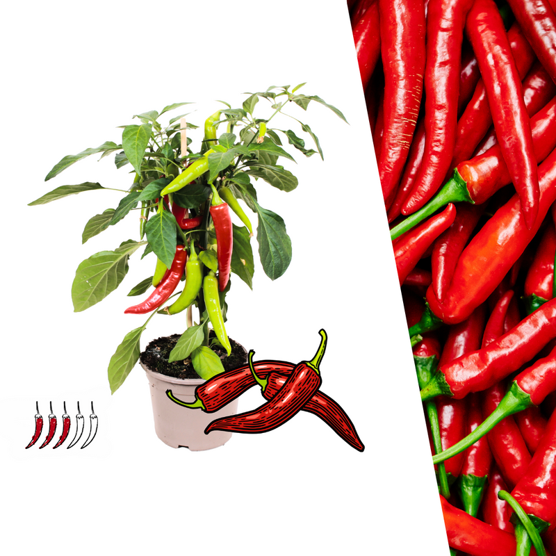 Rote scharfe Paprikapflanze, 45 cm, 14 cm Topf
