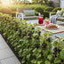 GreenboutiQ Jostaberry: 3 winter-hardy berry plants, Ribes Jostabes Bild 8