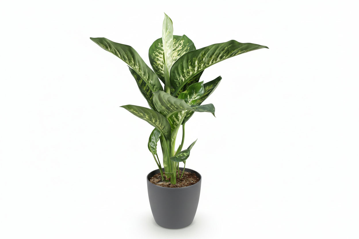 Dracaena surculosa