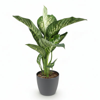 Dieffenbachia Tropic Snow, pflegeleicht, Topf 21cm, Höhe 90-100cm