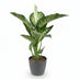 Dieffenbachia Tropic Snow, pflegeleicht, Topf 21cm, Höhe 90-100cm Bild 2