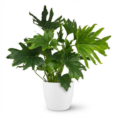 Philodendron Lickety Split, Grün, Topf 19cm, Höhe 70cm, pflegeleicht
