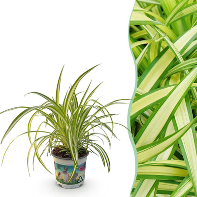 Green boutiQ - Zimmerpflanze - Chlorophytum comosum Variegatum - Graslilie - Haustierfreundliche Pflanze - Grün - 1 Pflanze - Topf 12cm - Höhe 20cm