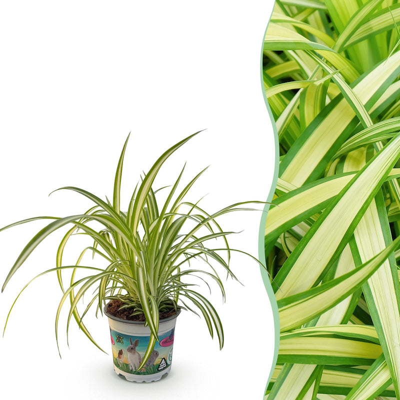 Green boutiQ - Zimmerpflanze - Chlorophytum comosum Variegatum - Graslilie - Haustierfreundliche Pflanze - Grün - 1 Pflanze - Topf 12cm - Höhe 20cm