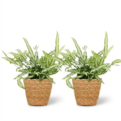 Green boutiQ Pteris cretica Albolineata, Schwertfarn, 2 Pflanzen, Topf 12cm