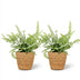 Green boutiQ Pteris cretica Albolineata, Schwertfarn, 2 Pflanzen, Topf 12cm Bild 2