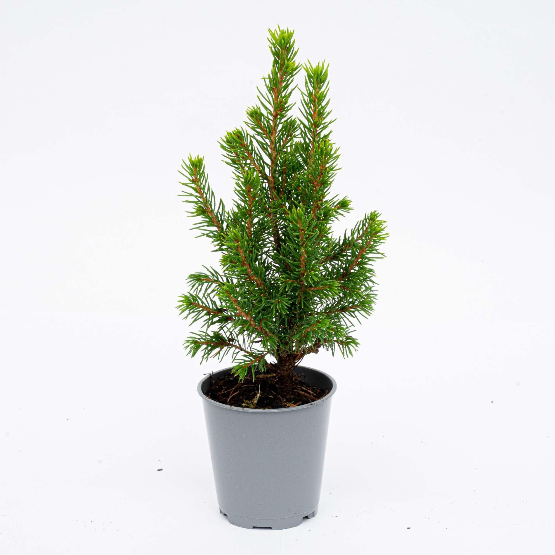 12 Mini-Weihnachtsbäume – ↑15–20 cm – Ø 6 cm (Picea glauca Perfecta)