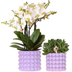 Hummingbird Orchid Purple Set: White Orchid & Green Plant including Pots Bild 1
