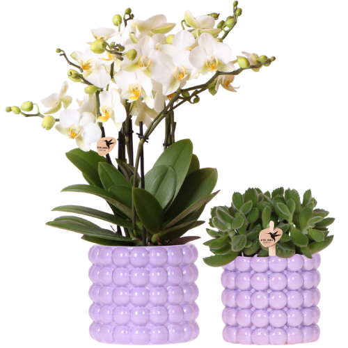Hummingbird Orchid Purple Set: White Orchid & Green Plant including Pots
