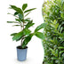 Green boutiQ - 24x Prunus laur. Rotundifolia - Lorbeer-Kirsche - Heckenpflanzen - Immergrün - Grün - Topf 9cm - Höhe 25-35cm Bild 3