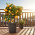 Zitrus Calamondin (Ø15cm, ↕40cm) - Duftende Zimmerpflanze Bild 3