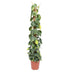 Philodendron Scandens Brasil Mosstok, 150 cm, Topfgröße Ø27 cm Bild 1