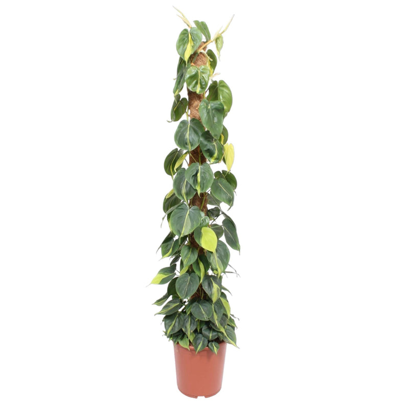 Philodendron Scandens Brasil Mosstok, 150 cm, Topfgröße Ø27 cm